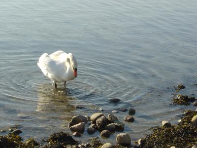 schwan auf fehmarn.JPG
